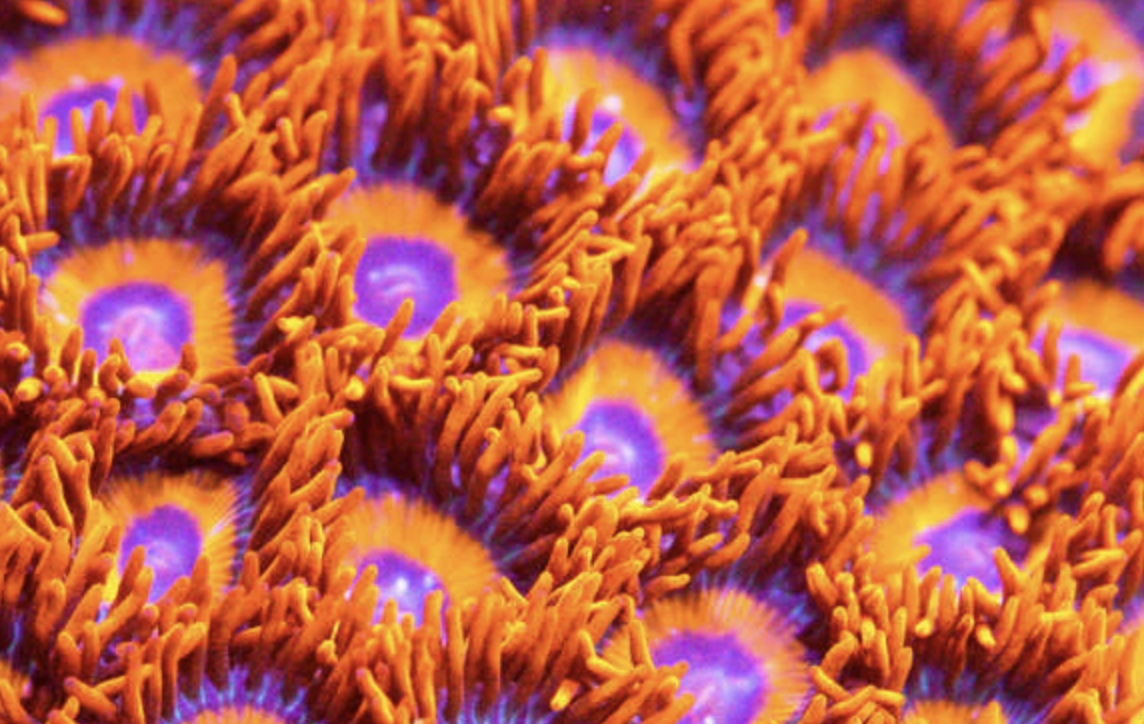 Agent Orange Zoanthids Frag