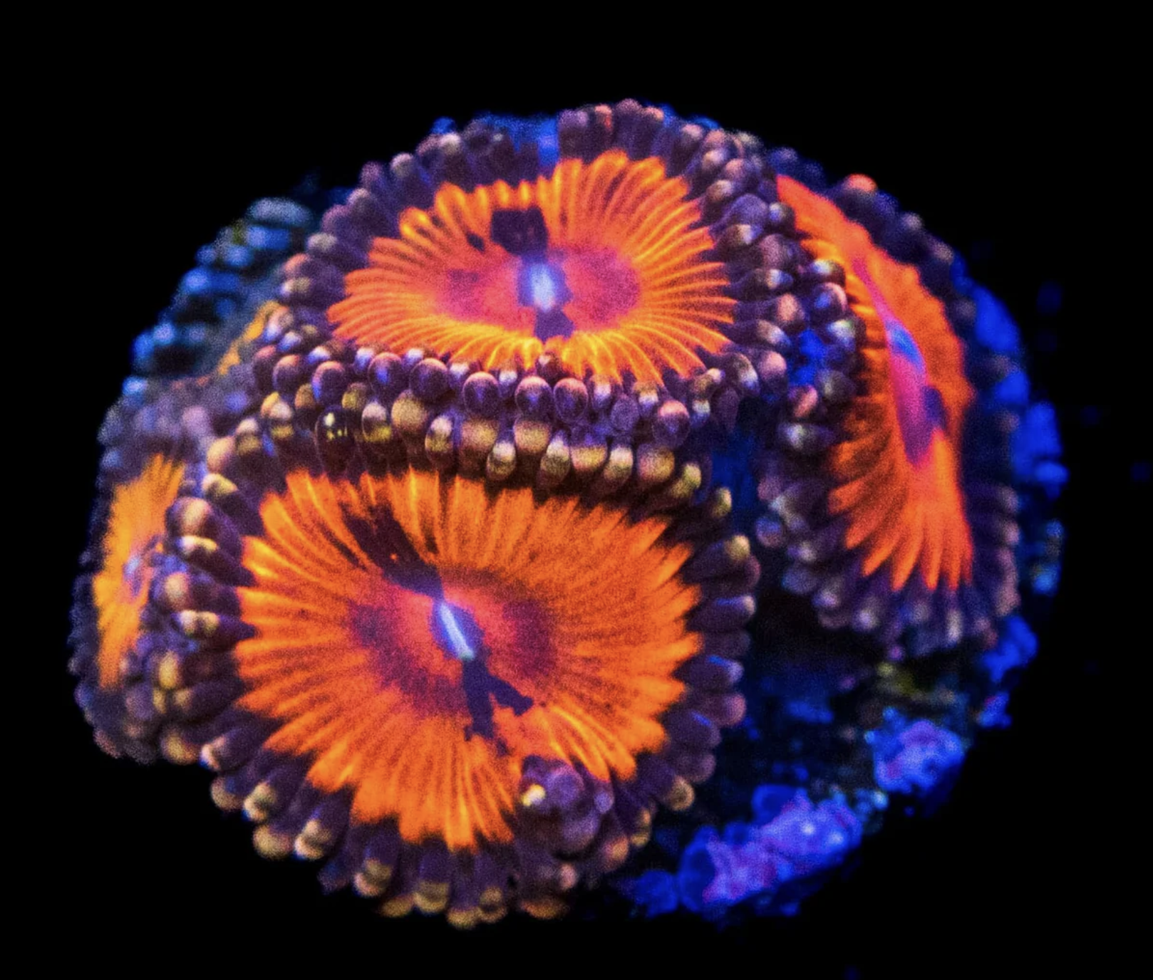Bloodsucker Zoanthids Frag