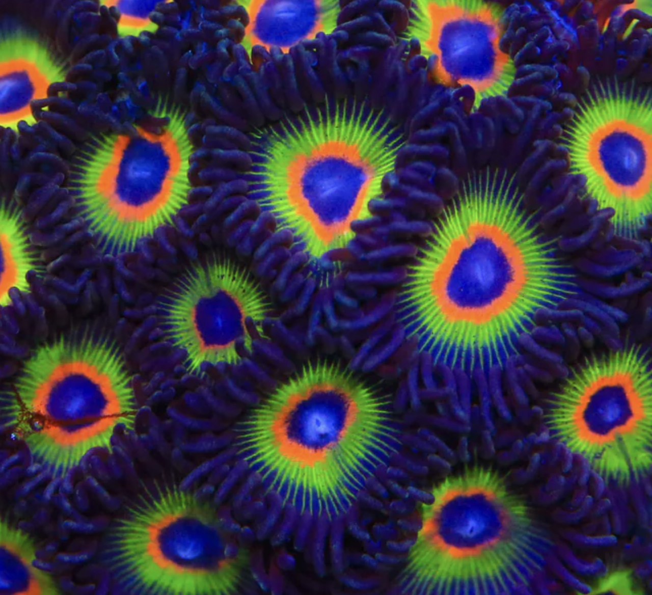 Bob Marley Zoanthids Frag