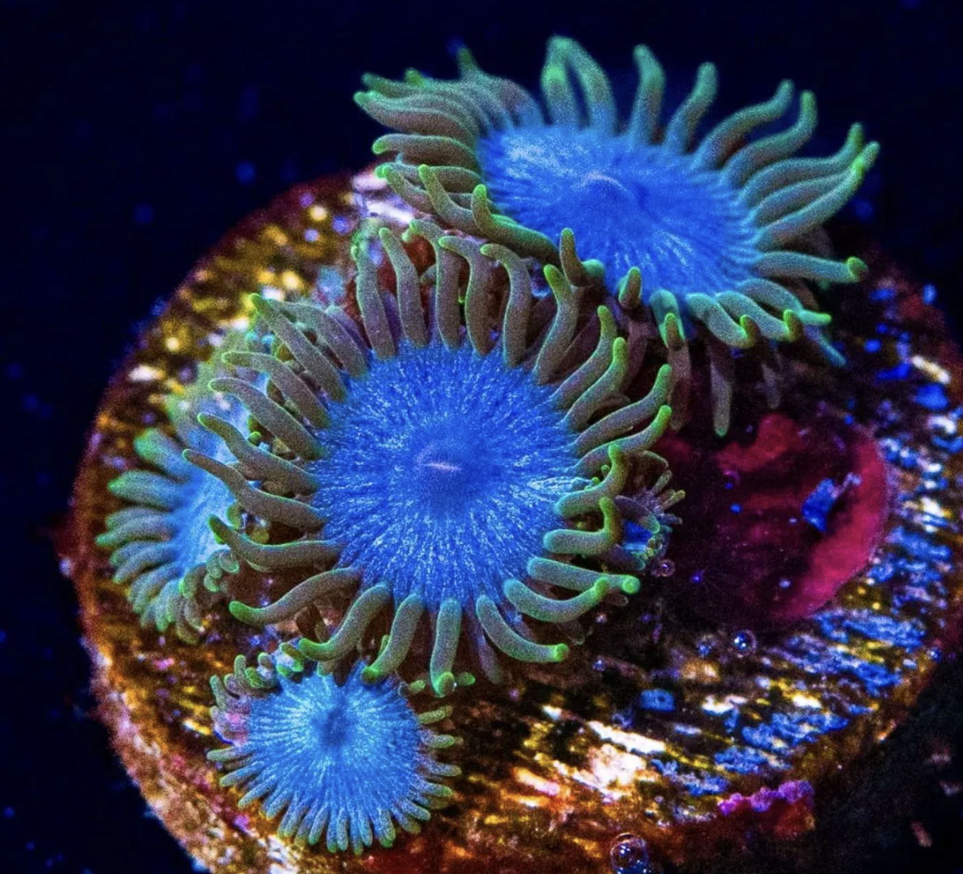 Lich King Zoanthids Frag