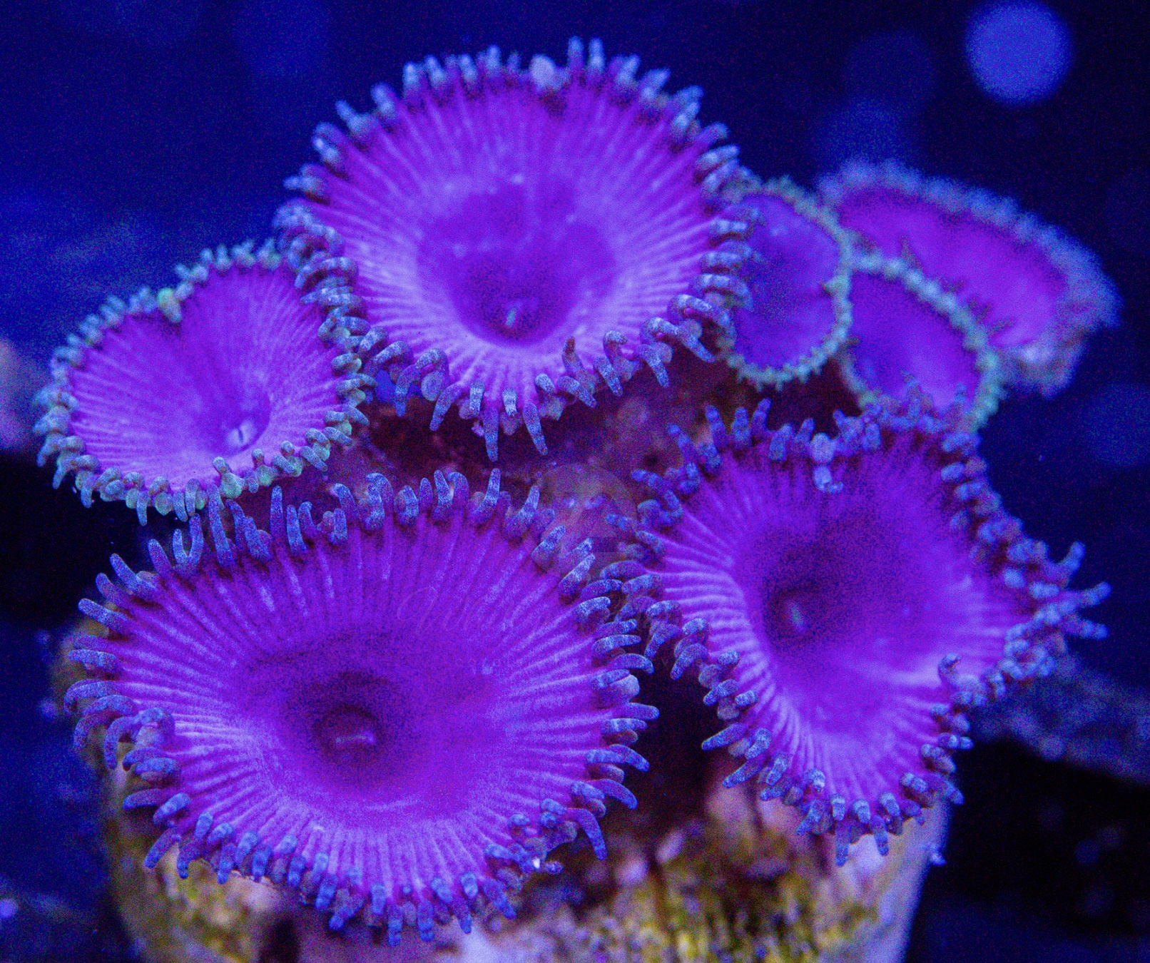 Purple Death Palythoa Frag